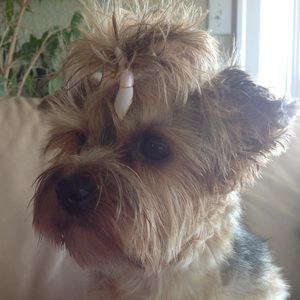 Meet your Posher, Patty